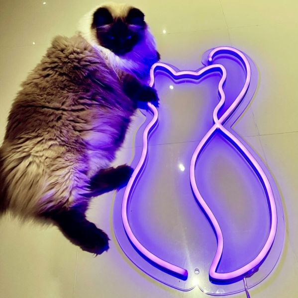 Custom Neon® Cat Silhouette purple LED neon art 