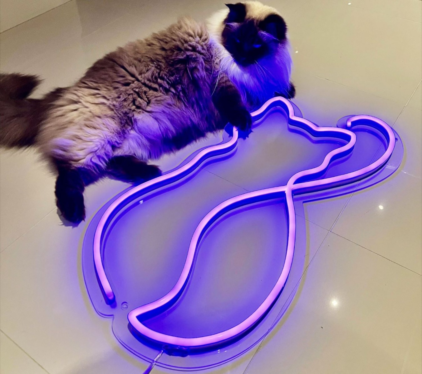 Custom Neon® purple cat silhouette