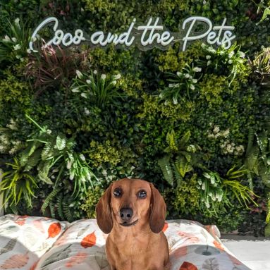 Blue @kaninesocial branded Custom Neon® selfie wall backdrop sign