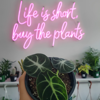 Life is Short Buy the Plants pink Custom Neon® quote sign on white wall in the @planted_souls plant store
