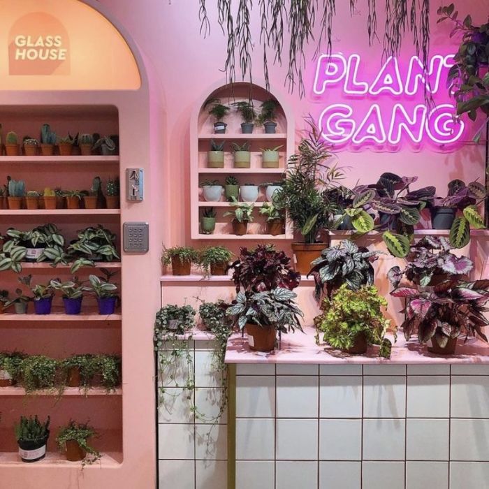 Plant Gang pink LED neon sign above shelves of potted plants in a pink-toned Manchester plant store