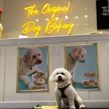 Custom Neon® bright yellow bakery name sign @theoriginaldogbakery