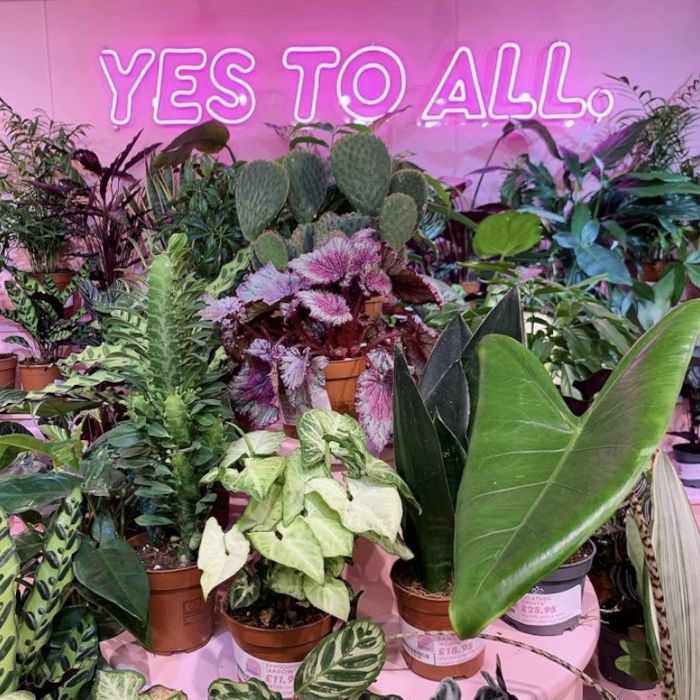 Yes To All pink neon sign displayed above rows of houseplants at Glass House Manchester
